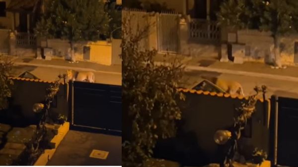 सड़क पर खुलेआम घूमता दिखा सर्कस का शेर, VIDEO देख अधिकारियों ने लोगों को किया अलर्ट