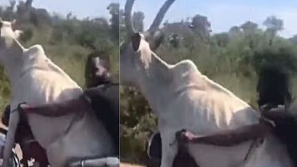 शख्स ने भारी-भरकम बैल को कराई बाइक की सवारी, वीडियो देख घूमा लोगों का माथा