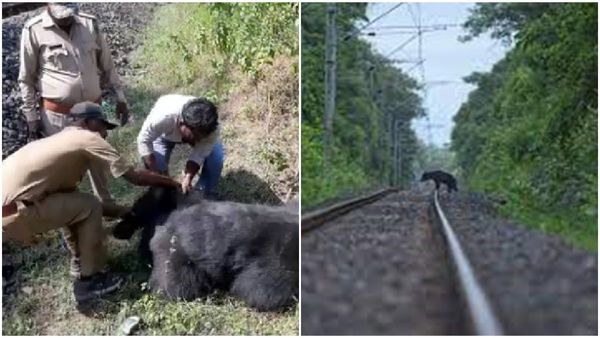 Anuppur news: ट्रेन से कट कर मादा भालू सहित दो शावको की मौत, भोजन की तलाश में पहुंच गए थे रेल ट्रैक