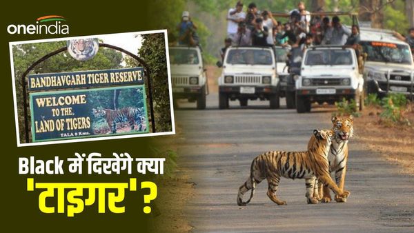 Bandhavgarh Tiger Reserve: विंटर सीजन में टूरिस्ट की जेब पर डाका! बुकिंग के नाम पर ऐसे हो रही टिकट कालाबाजारी