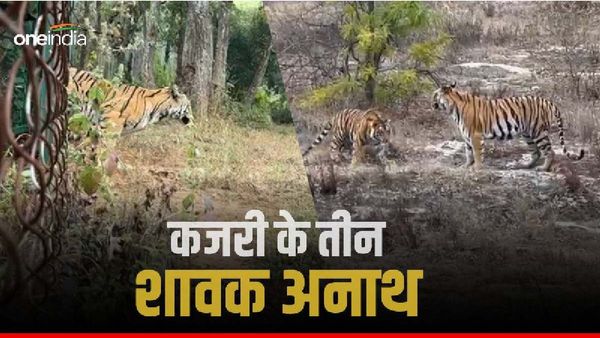 Video: बांधवगढ़ टाइगर रिजर्व की पसंदीदा बाघिन कजरी अब नही आएगी नजर, बिना मां के घूम रहे तीनों शावक