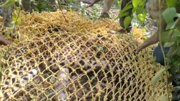 Leopard: बेंगलुरु में तेंदुए को पकड़ने के लिए मारी गोली, इलाज के दौरान मौत, लोगों का फूटा गुस्सा