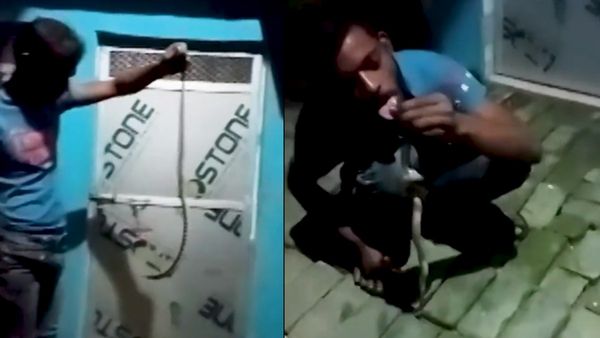 Video: शराब के नशे में सांप से 'खेल', युवक का मौत से मेल, यूपी के देवरिया की घटना