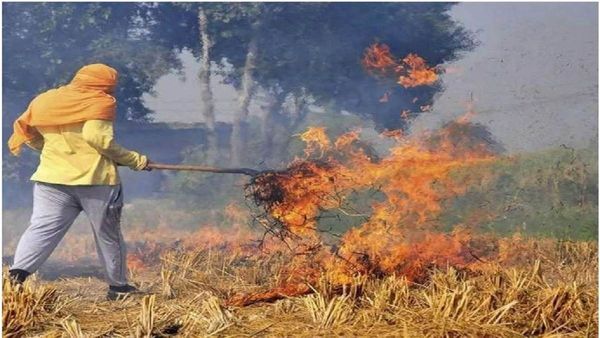 हरियाणा सरकार किसानों पर सख्त, पराली जलाने वालों पर लगाया ₹25 लाख का जुर्माना