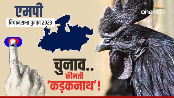 मुर्गे से मोहब्बत लेकिन 'कड़कनाथ' के दाम कड़वे, Diwali नहीं MP Chunav की फौज ने बढ़ाई डिमांड, Memes viral