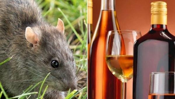 MP news: चूहे पी गए जप्ती की शराब, चट कर दिया गांजा, पुलिस की बढ़ गई टेंशन