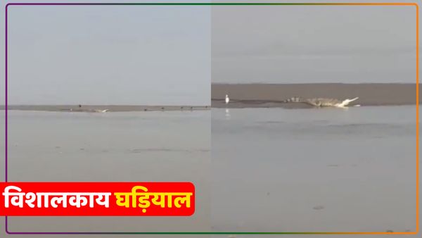 अयोध्या के गुप्तार घाट पर दिखा विशालकाय घड़ियाल, 20 सेकेंड का Viral Video देख लोगों के छूटे पसीने