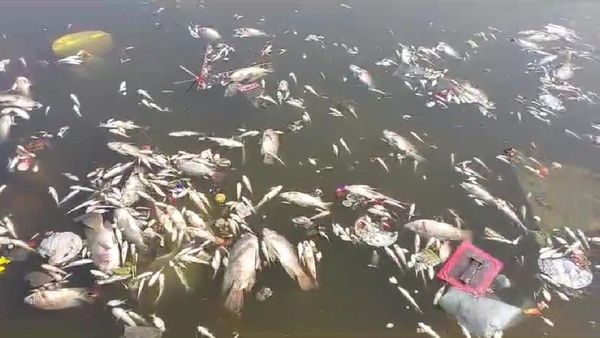 Ujjain news: क्षिप्रा नदी में सैंकड़ों मछलियों ने तोड़ा दम, परेशान साधु- संतों ने प्रशासन से की ये मांग