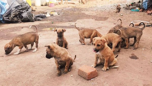 MP के इस शहर में आवारा कुत्तों का आतंक, 23 दिन में 494 लोगों को काट खाया