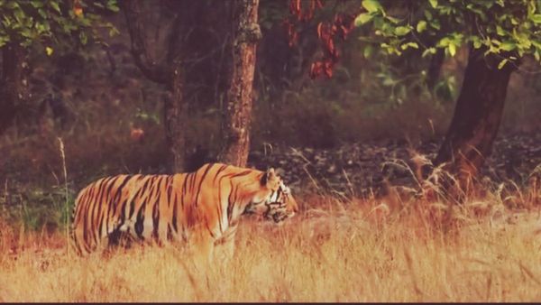 Tiger Video: बांधवगढ़ टाइगर रिजर्व में बेफिक्र घूमता दिखा बाघ, मदमस्त चाल और दहाड़ पर्यटकों को किया रोमांचित