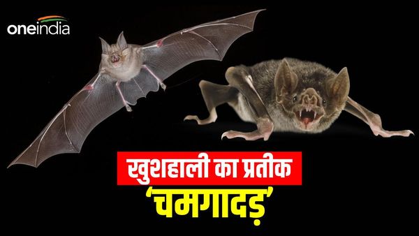 Bihar News: इस गांव में चमगादड़ को देवी का रूप मानते हैं लोग, ग्रामीणों की अनोखी है मान्यता