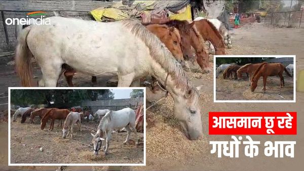 Ujjain news: कार्तिक मेले में बिकने आए गधे और खच्चर, सलमान और आलिया की कीमत 45 हजार पार
