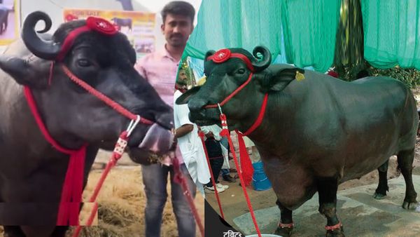 Pushkar Mela: बिकने आया 11 करोड़ का भैंसा, वजह-1570 KG, डाइट-1 KG घी रोजाना