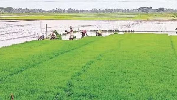 आंध्र प्रदेश सरकार गोदावरी डेल्टा में रबी फसल के लिए छोड़ेगी पानी