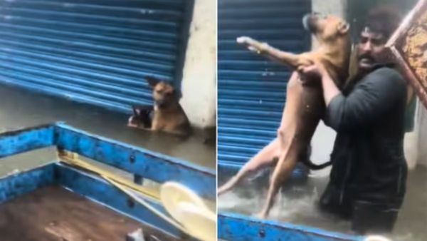 Video: चेन्नई में तबाही के बीच दिखी इंसानियत! बाढ़ में फंसे कुत्तों को बचाते लोगों को यूजर्स ने किया सलाम