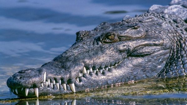 चेन्नई की सड़कों पर घूमता दिखा मगरमच्छ, भारी बारिश से बढ़ी लोगों की मुसीबत