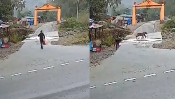 खूंखार शेर से बाल-बाल बचा शख्स, वीडियो शेयर कर IFS अफसर ने भी कहा- किस्मत हो तो ऐसी!