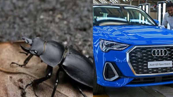 कूड़े के ढेर में रहता है दुनिया का सबसे महंगा कीड़ा, ऑडी और BMW जितनी है इसकी कीमत