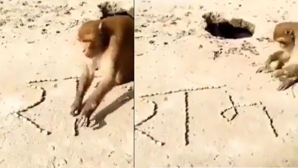 राम भक्ति में डूबा बंदर! पत्थरों से लिख डाला प्रभु का नाम, हैरान कर देगा VIDEO