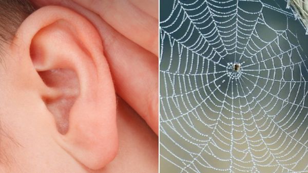 महिला के कान में हो रही थी अजीब सी बेचैनी, सच्चाई जानकर पैरों तले खिसक गई जमीन