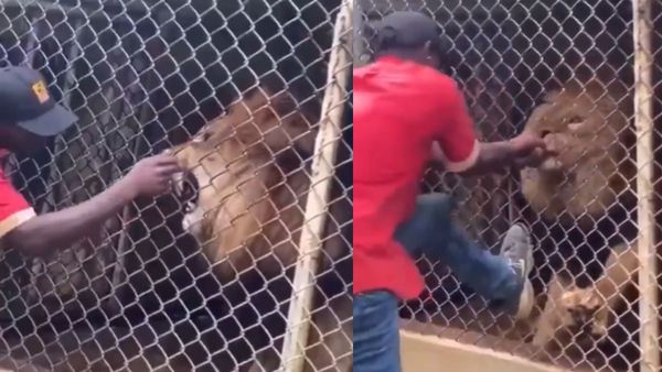 SHOCKING! शेर को छेड़ना शख्स को पड़ा भारी, गुस्साए जानवर ने किया ऐसा हाल