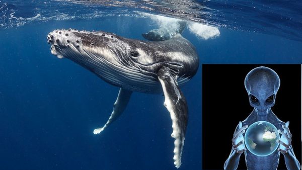 Alien News: व्हेल को एलियंस से बात करने की ट्रेनिंग दे रहे वैज्ञानिक, सिखा रहे 'बोलने का तरीका'