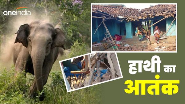 Anuppur News: छत्तीसगढ़ के जंगल का हाथी अनूपपुर में मचा रहा आतंक, कई मकान तोड़े, हमले में बाल-बाल बचे ग्रामीण