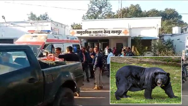 Bandhavgarh Tiger Reserve के बफर जोन में भालू का भयंकर आतंक, हमले में एक ग्रामीण की मौत आधा दर्जन घायल