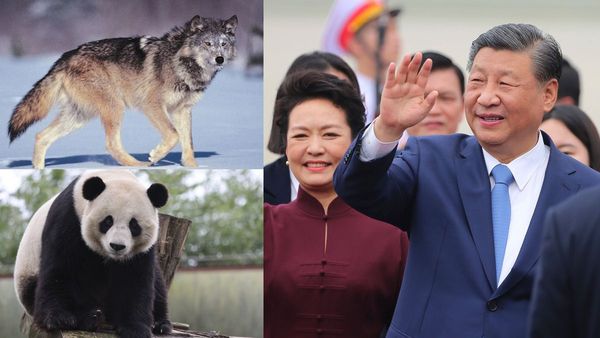 वुल्फ वॉरियर डिप्लोमेसी से पांडा के प्यार तक... अपनी आक्रामक विदेश नीति बदलने पर क्यों मजबूर हुआ चीन?