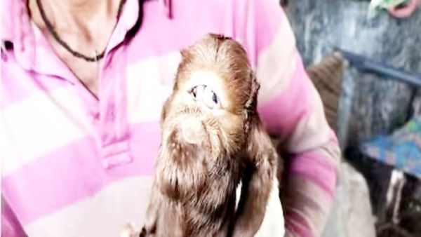 Indore News: आधा जानवर-आधा इंसान, मध्य प्रदेश में पैदा हुआ अजीबोगरीब 'एलियन'