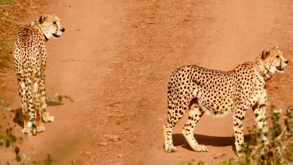 Kuno अभ्यारण में जाने वाले पर्यटकों के लिए बड़ी खुशखबरी, अफ्रीका से आए अग्नि और वायु चीतों का कर सकेंगे दीदार