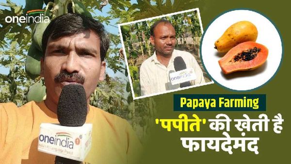 Papaya Farming: Kushinagar के इस किसान ने की पहली बार पपीते की खेती, बताए इसके फायदे