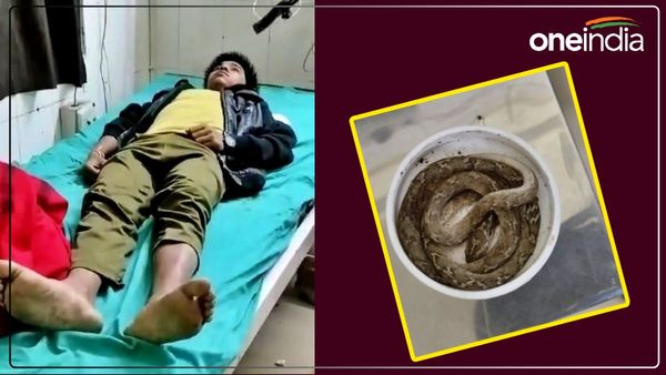 UP News: युवक को कोबरा ने काटा, डिब्बे में भरकर पहुंचा अस्पताल, बोला- डॉक्टर साहब, जल्दी करिए...
