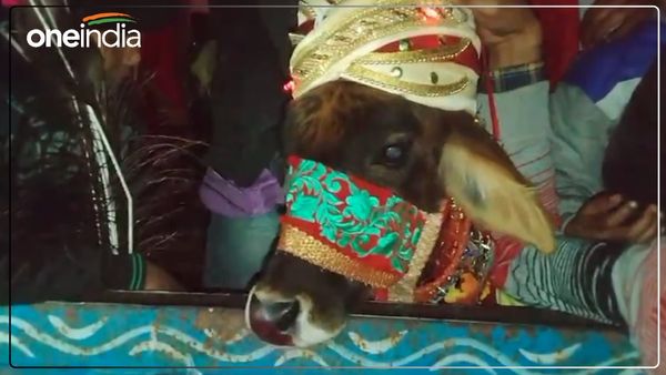 Unique wedding: बछड़े की निकली बारात, 500 बाराती हुए शामिल, डीजे पर जमकर किया डांस, जाने किससे कराई गई शादी
