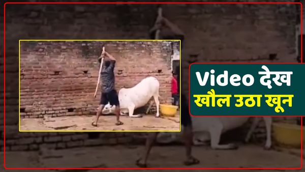 शख्स बना हैवान: गौ माता को खूंटे से बांधकर बेरहमी से पीटा, Viral Video देख खौल उठा लोगों का खून