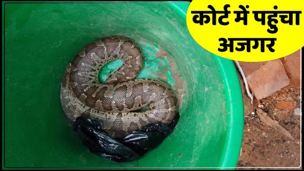 UP News: कोर्ट में रखी फाइलों में छिपा था अजगर, मुकदमों की सुनवाई से पहले निकला बाहर, मचा हड़कंप