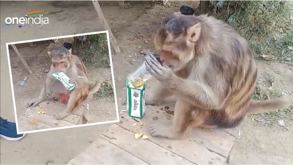 क्या आपने देखा दारूबाज बंदर? बोतल में रखी शराब को एक सांस में गटका, लोग बोले- 'ये कैसा चस्का!'