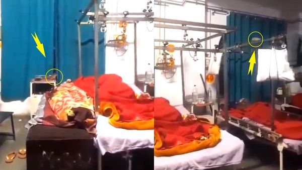 Viral Video: कभी ऑक्सीजन पाइप पर तो कभी मरीज के बेड पर.. Rampur जिला अस्पताल में चूहों का आतंक