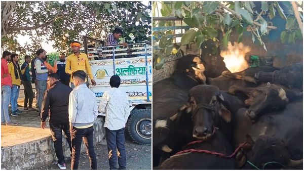 Sagar news: पशुओं से भरे वाहन मिलने पर मचा बवाल, सागर के केसली नगर में हिंदूवादी संगठनों का प्रदर्शन