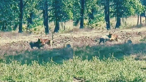 VIDEO: बाघिन और जंगली सूअर के बीच चल रहा था खूनी खेल फिर सूअर ने किया कुछ ऐसा,वीडियो देख थम जाएंगी आपकी सांसें