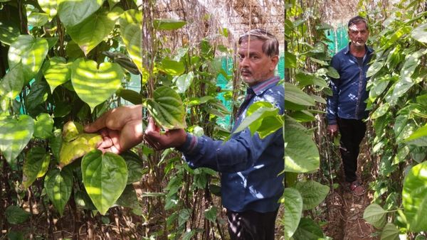 Hoshangabad News: मुंह की लाली के लिए मशहूर बंगला पान पड़ा पीला, कड़ाके की ठंड से सूखकर नीचे गिर रहे पत्ते