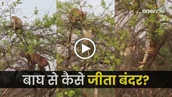 Viral video: बंदर पर हमला करने के लिए बाघ चढ़ गया पेड़ पर, बंदर ने भी सिखाया सबक, देखिए कैसे