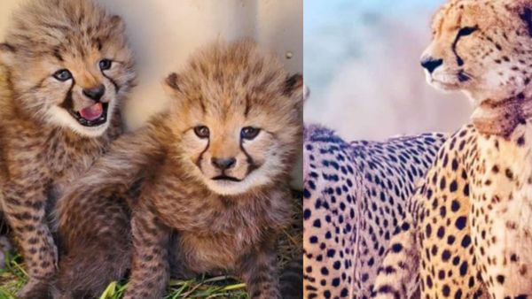 कूनो नेशनल पार्क से आई खुशखबरी, मादा चीता ने तीन नन्हें शावकों को दिया जन्म