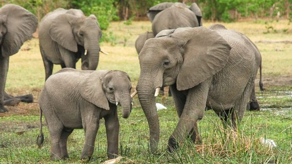 कीचड़ भरे तालाब में गिरने वाला था बच्चा, हाथियों के झुंड ने ऐसे बचाया, सामने आया VIDEO