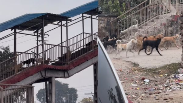 गैंग्स ऑफ कुत्तेपुर... मेट्रो की सीढ़ियों से एक साथ नीचे उतरे ढेरों कुत्ते, लोग बोले- लगता है बड़ा मेटर हो गया