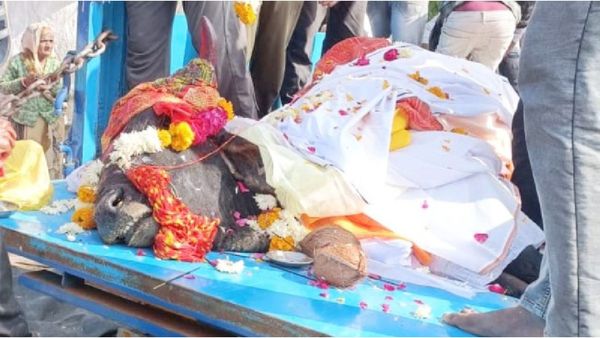 Ujjain News: ग्रामीणों ने बैंड-बाजे के साथ निकाली नंदी की अंतिम यात्रा, होगा दशा कर्म और ब्राह्मण भोज