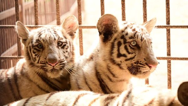 Maitri Bagh Zoo: भिलाई जू में बाघिन रक्षा के घर 2 मेहमान, मिलेगा नया 'आशियाना'