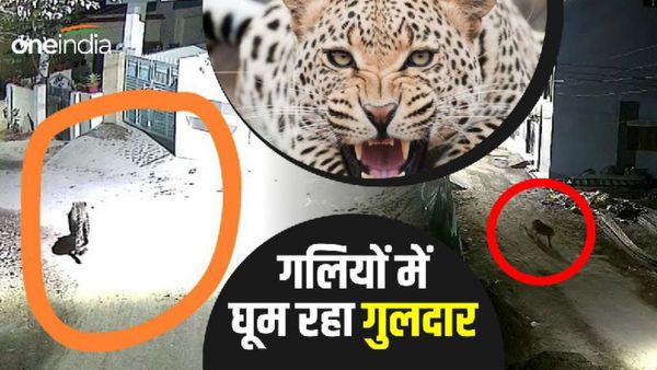Dehradun news: यहां शहर की गलियों में चहलकदमी करता दिखा गुलदार, सीसीटीवी में कैद होने से मचा हड़कंप
