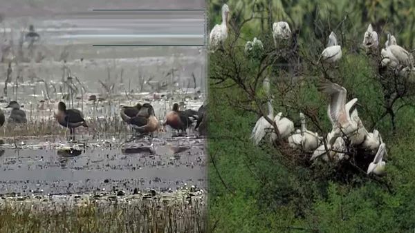 झारखंड के लातेहार में प्रवासी पक्षियों ने डाला डेरा, वन विभाग ने शुरू की पक्षी गणना