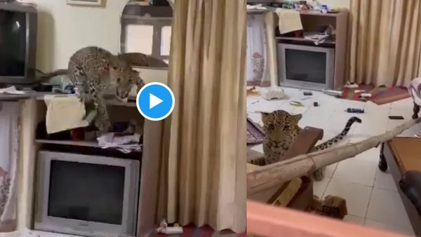 Leopard Video Jaipur: जयपुर के हेरिटेज होटल में घुसा तेंदुआ, भाग छूटे पर्यटक